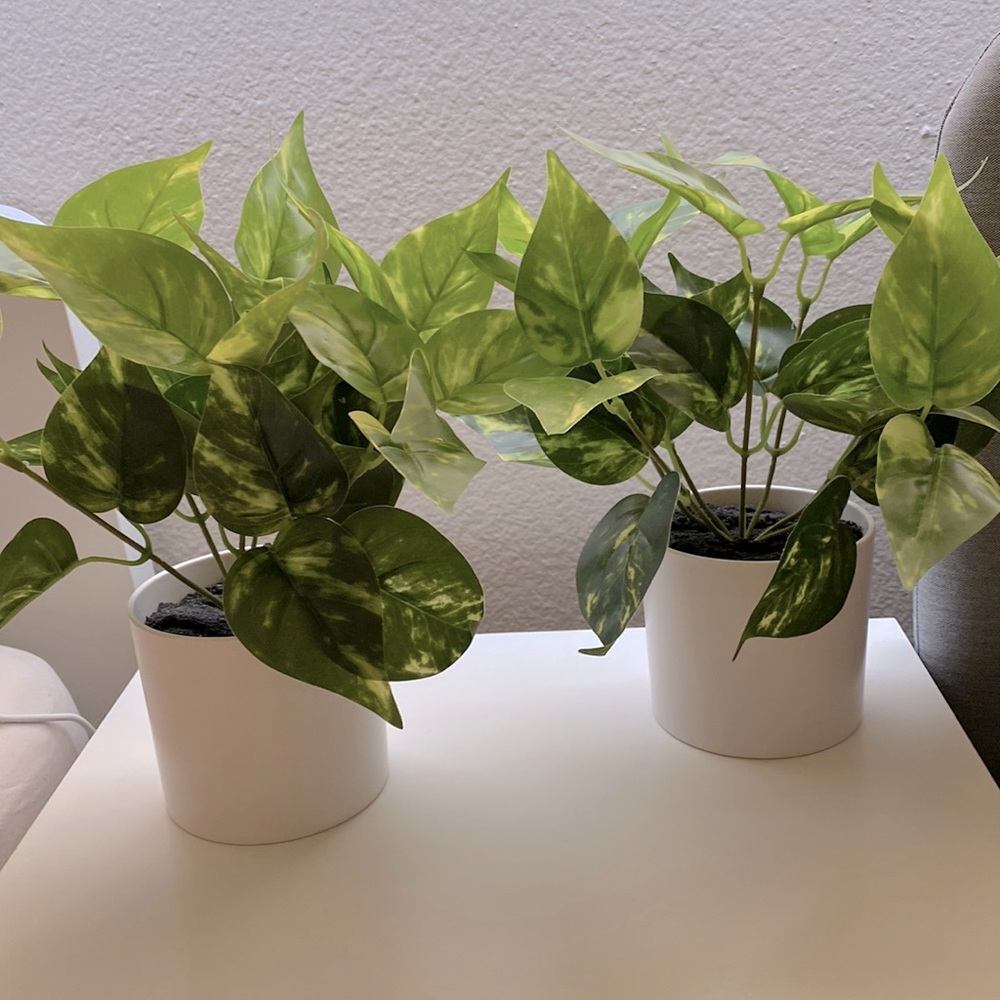 Decor plants